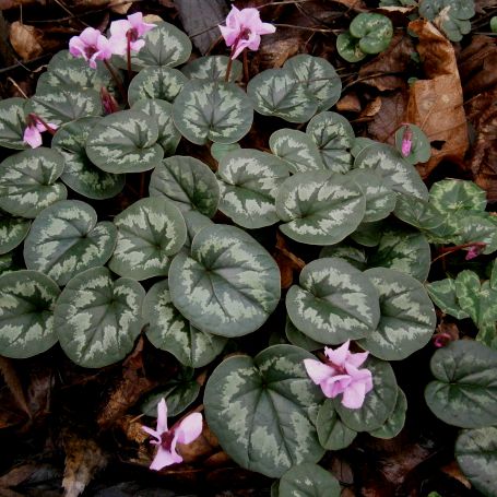 Cyclamen coum  main image