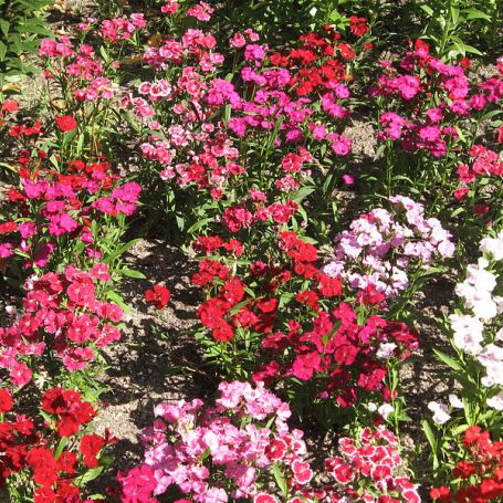 Dianthus 'Mixed Colours' main image