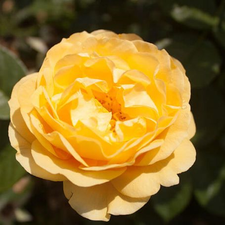 Rose 'Absolutely Fabulous' main image