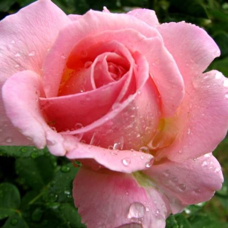 Rose 'Pink Perfection' main image
