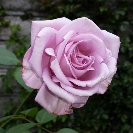 Flowers Outdoor Plants Twice in a Blue Moon Hybrid Tea Rose Bush 4L ...