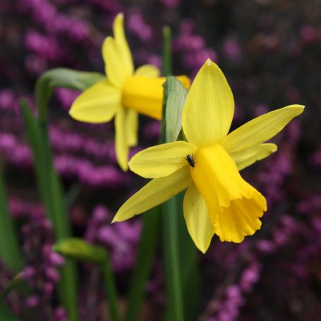 Narcissus 'Jumblie' main image