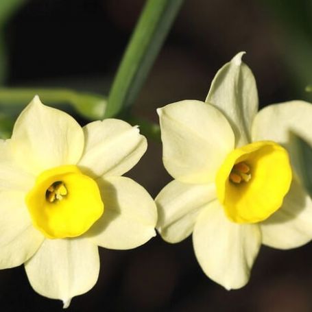 Narcissus 'Minnow' main image
