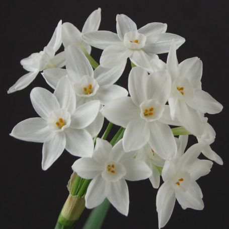 Narcissus 'Paperwhite' main image