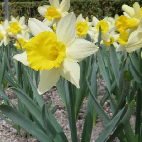 Narcissus 'Topolino' main image