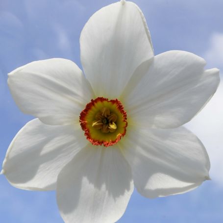 Narcissus poeticus 'Pheasant's Eye' main image