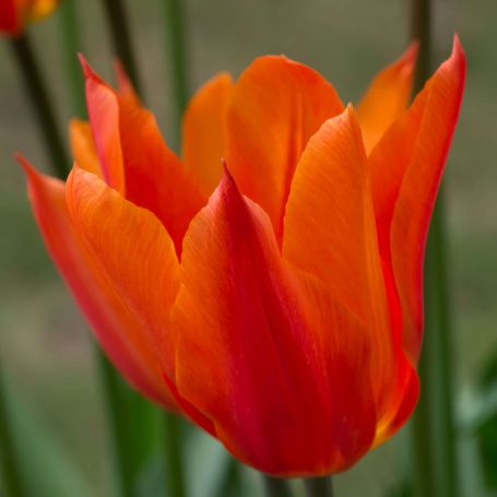 Tulip 'Ballerina' main image