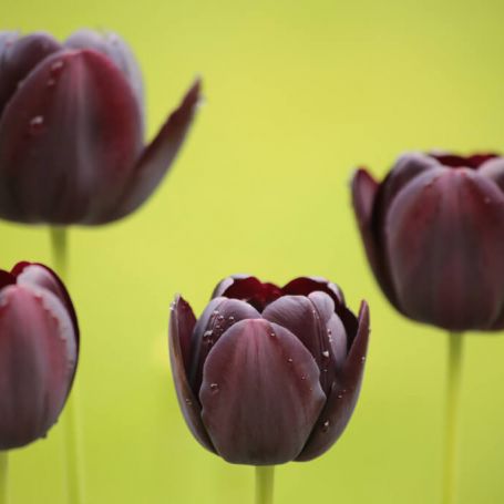 Tulip 'Queen of Night' main image