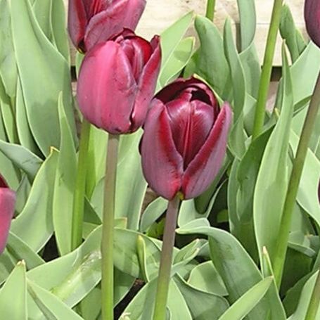 Tulip 'National Velvet' main image