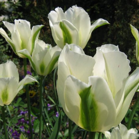 Tulip 'Spring Green' main image
