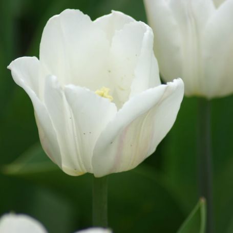 Tulip 'White Emperor' main image