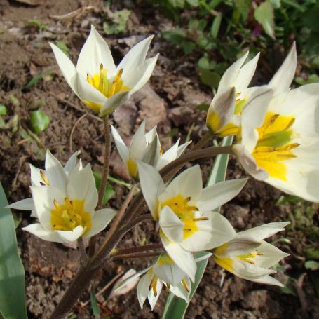 Tulip turkestanica  main image