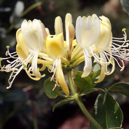 Lonicera periclymenum 'Scentsation' main image