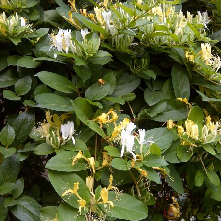 Lonicera similis var. delavayi main image