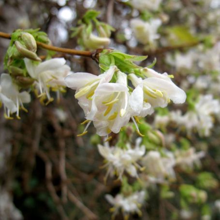 Lonicera x purpusii 'Winter Beauty' main image