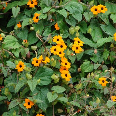 Thunbergia alata  main image