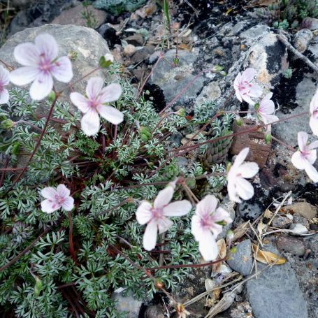 Arabis alpina 'Spring Charm' main image