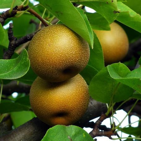 Asian Pear 'Kumoi' main image