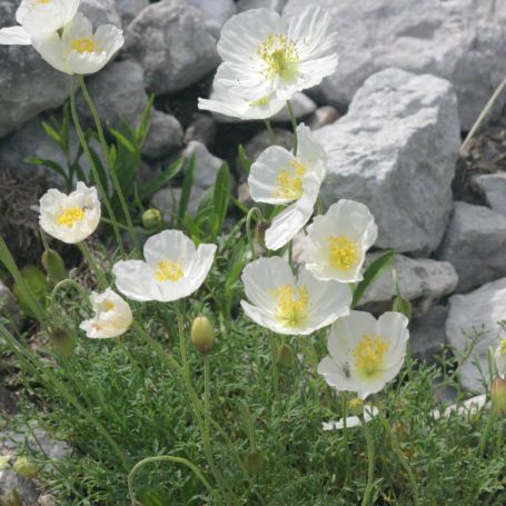 Papaver alpinum  main image