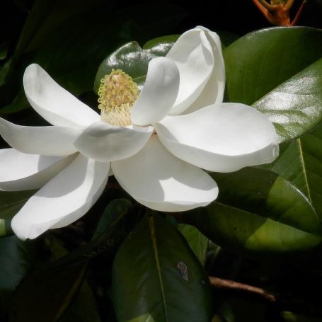 Magnolia grandiflora 'Little Gem' main image