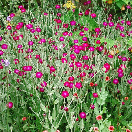 Lychnis coronaria 'atrosanguinea' - Riverside Garden Centre