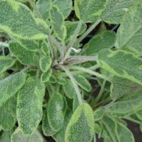 Salvia officinalis 'icterina'