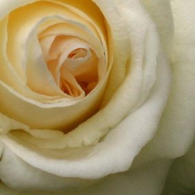 Rose 'Cream Abundance'
