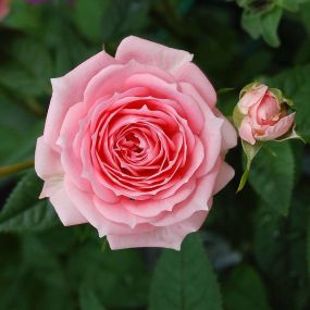 Rose 'Tickled Pink'