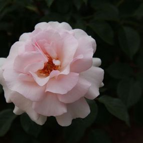 Rose 'A Whiter Shade of Pale'