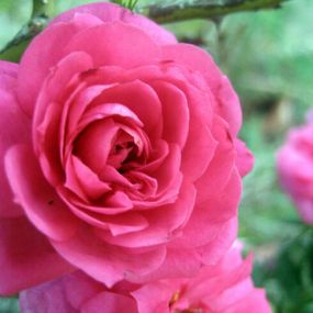 Rose 'Buxom Beauty'
