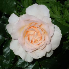 Rose 'Chandos Beauty'