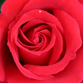 Rose 'Velvet Fragrance'