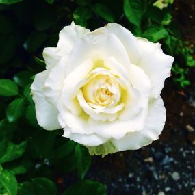 Rose 'White Patio'