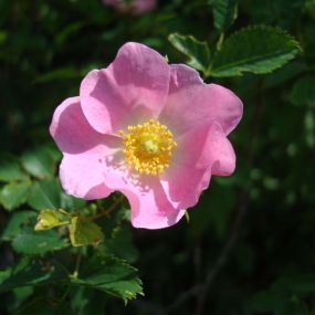 Rose 'Oxfordshire'