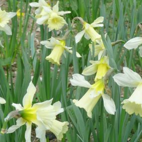 Narcissus 'W.P.Milner'