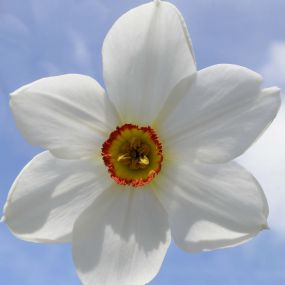 Narcissus poeticus 'Pheasant's Eye'