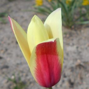 Tulip 'Cynthia'