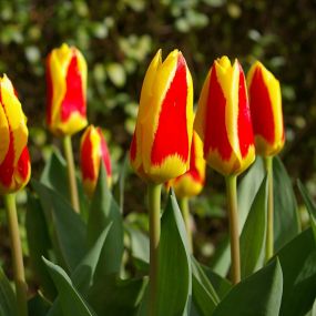 Tulip 'Stresa'