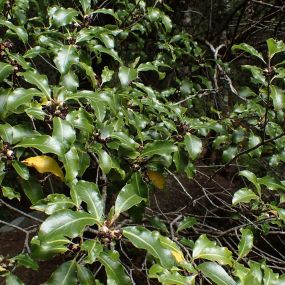 Pittosporum tenuifolium 'Arundel Green'