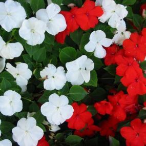 Impatiens 'Busy Lizzies'