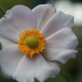Anemone x hybrida 'Richard Ahrens'