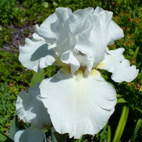 Iris germanica 'White City'