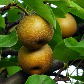 Asian Pear 'Kumoi'