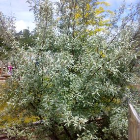 Elaeagnus angustifolia 'Quicksilver'