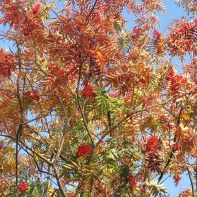 Sorbus aucuparia 'Autumn Spire'