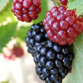Blackberry 'Oregon Thornless'