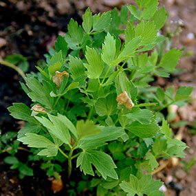 Levisticum officinalis 
