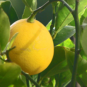 Lemon 'Meyers Lemon'