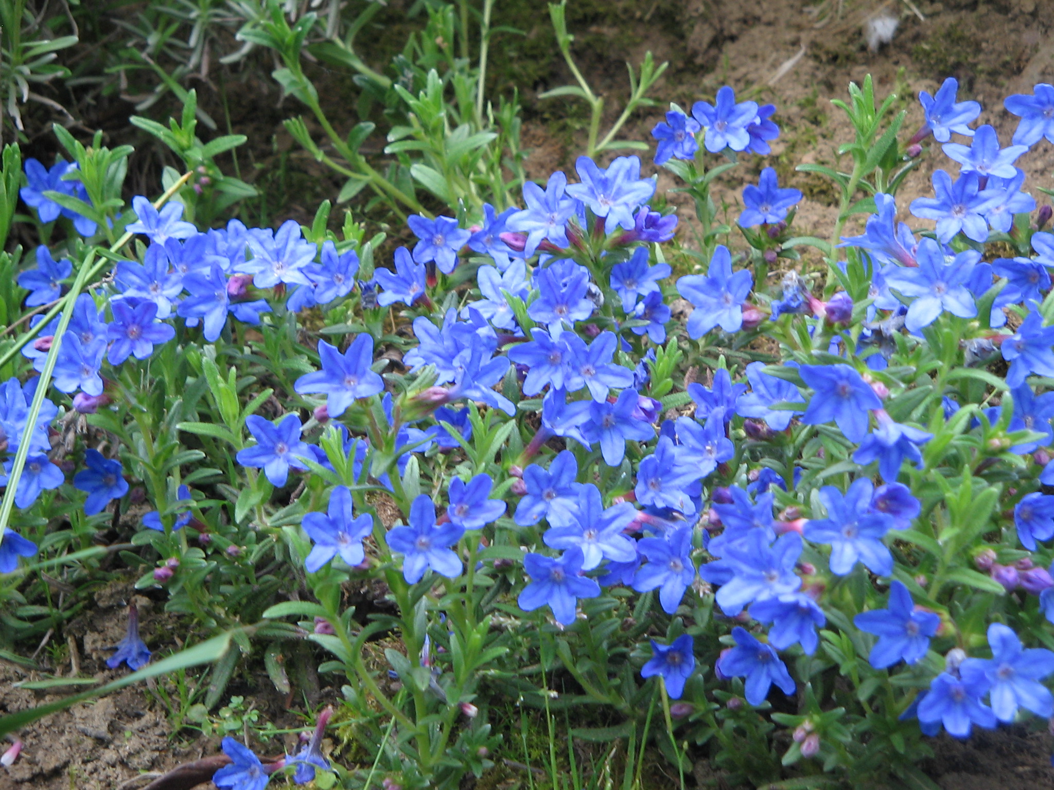 Lithodora diffusa 'Heavenly Blue' 1