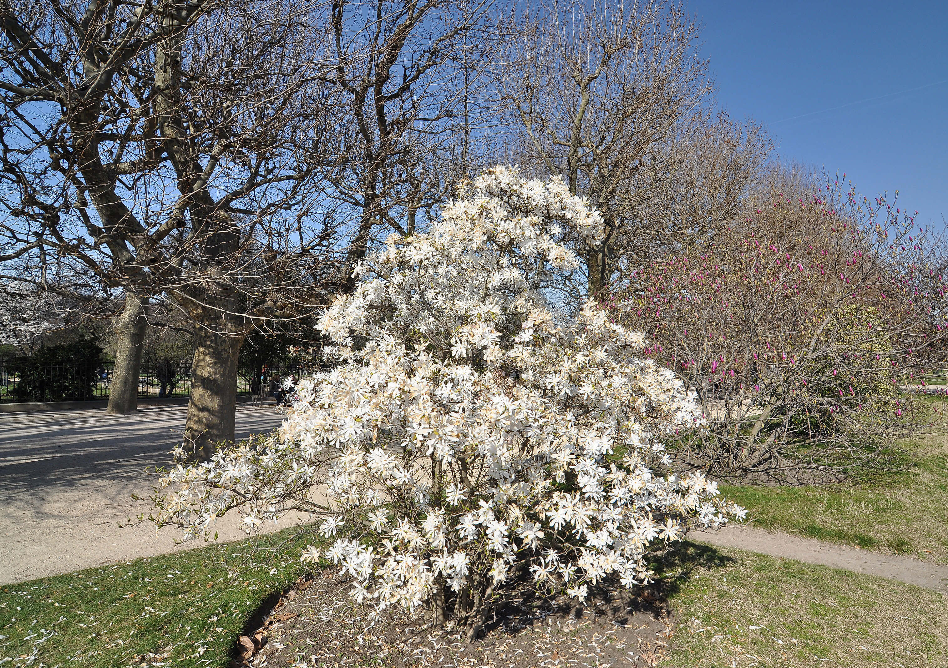 Magnolia stellata  thumnail image